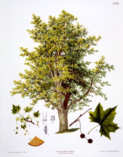 London Plane, engraved by Bannwarth by Johann Kautsky